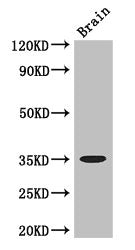 MYOD1 Antibody