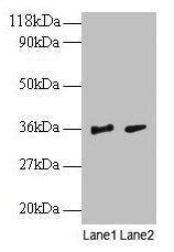 SNRPG Antibody