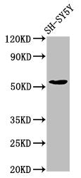 MZF1 Antibody
