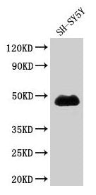 NADK Antibody