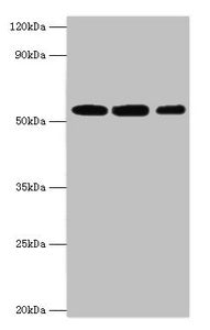 NAMPT Antibody
