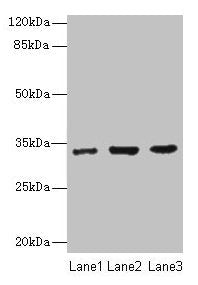 NAPA Antibody