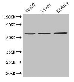 NAPRT Antibody