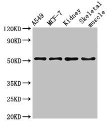 NARF Antibody