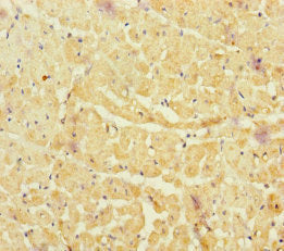 NBAS Antibody