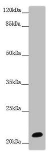 NCALD Antibody