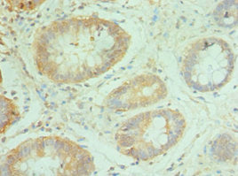 NCBP2 Antibody