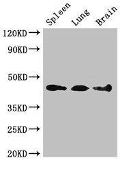 NCF1 Antibody