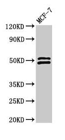 NCF2 Antibody