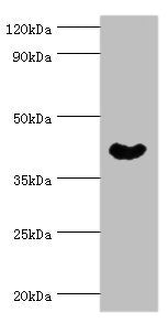 NCK1 Antibody