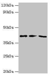 NCK2 Antibody