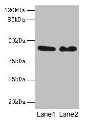 NCK2 Antibody