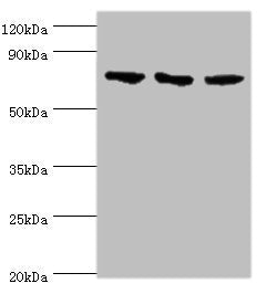 NCL Antibody