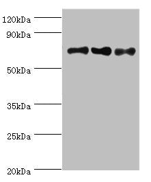 NCL Antibody