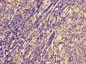 NCR1 Antibody