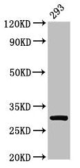 RPA2 Antibody