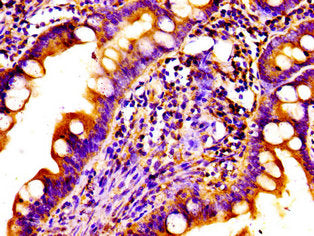 NDP Antibody