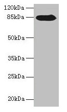 NDST1 Antibody
