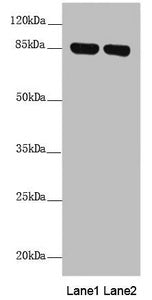 NDUFS1 Antibody
