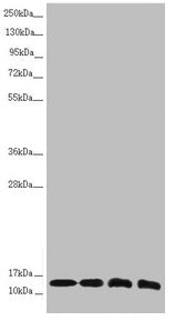 NDUFS6 Antibody
