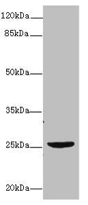NEGR1 Antibody