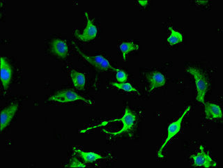 NES Antibody