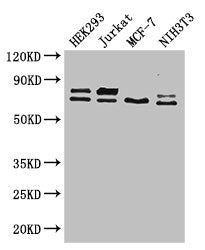 NF2 Antibody