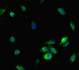 NFAT5 Antibody