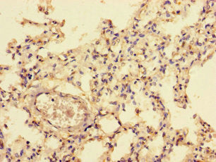 NFIC Antibody
