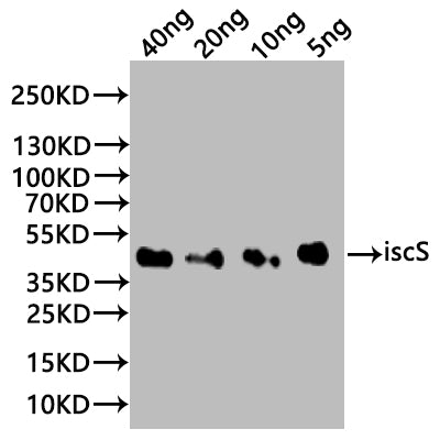 iscS Antibody