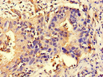 NLRP3 Antibody