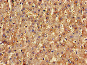 NLRX1 Antibody
