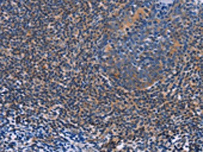 AGFG1 Antibody