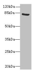 NOL10 Antibody