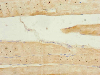 NOL3 Antibody