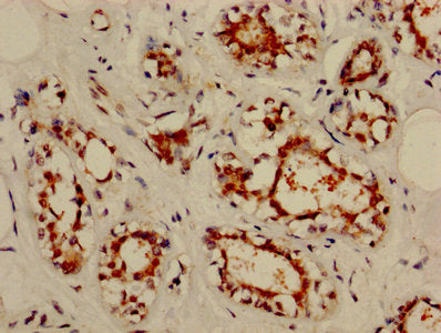 NOL3 Antibody