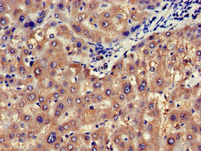 NOS1AP Antibody