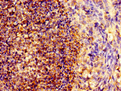NOTCH1 Antibody