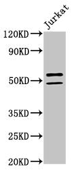 NOVA1 Antibody
