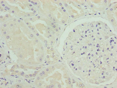NOX4 Antibody