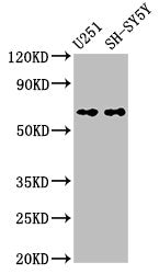 Nox4 Antibody