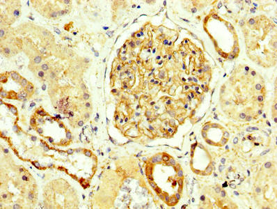 NPHS1 Antibody