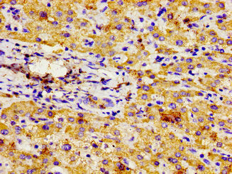 NPR3 Antibody