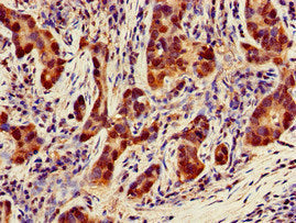 NQO1 Antibody