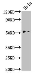 NR0B1 Antibody
