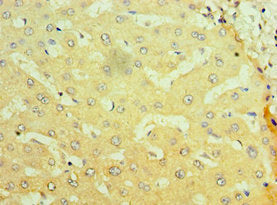 NR1I2 Antibody