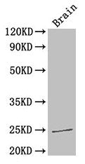 HMGB1 Antibody