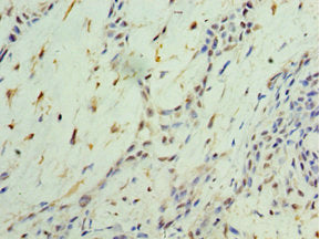 NR4A1 Antibody