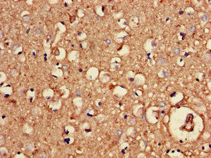 NRAS Antibody