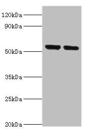 NRF1 Antibody